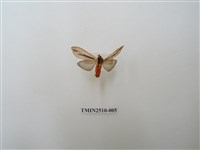 藏品(黑條灰燈蛾)的圖片